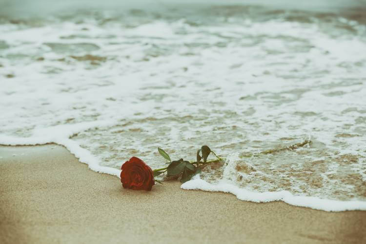 波打ち際に落ちているバラ