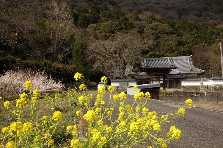 大福寺周辺の田園風景