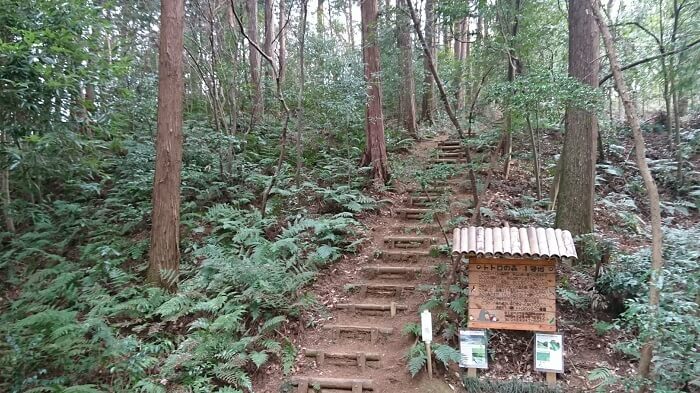 林の中の階段