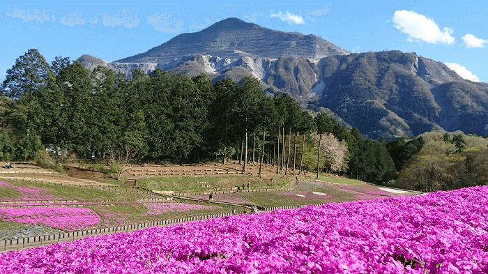 武甲山とピンクの花