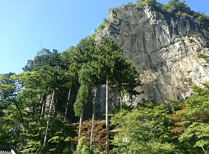 絶壁と高い木