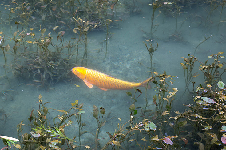 金色の鯉
