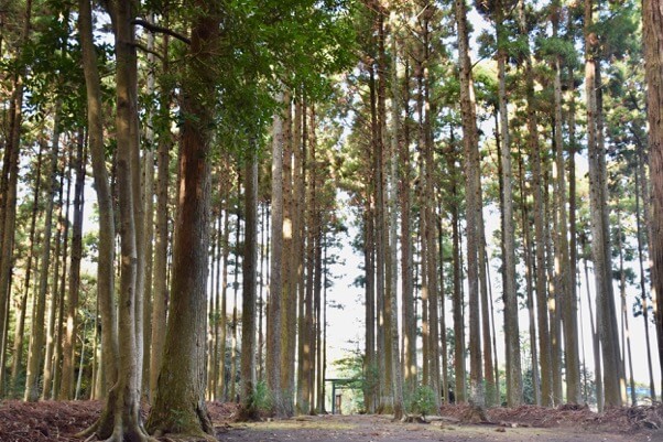 波知加麻神社の杉林
