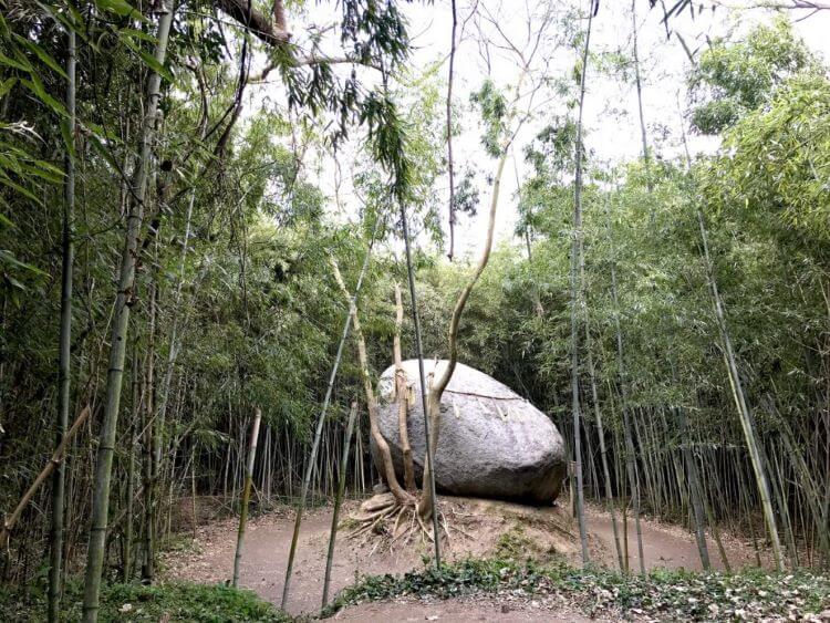 竹林の中にある大きな神石