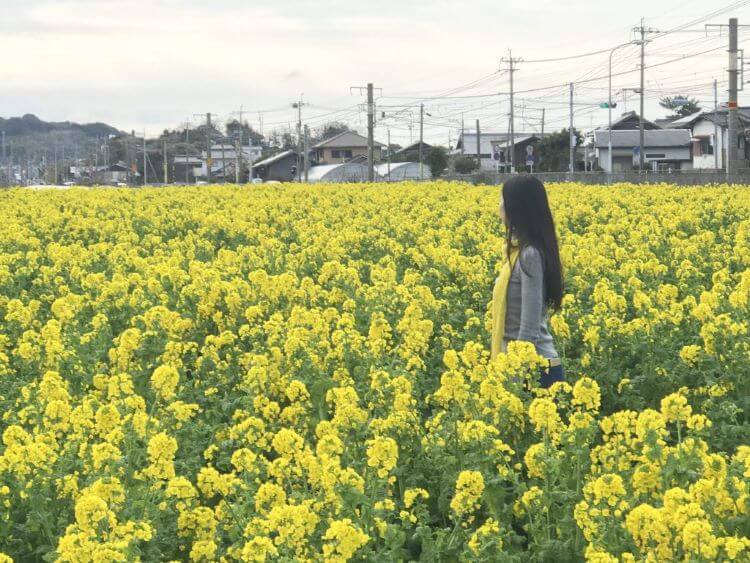 黄色い花の中で立つ女性