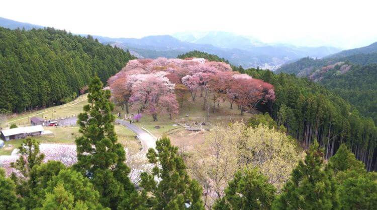 丘の上から見る桜