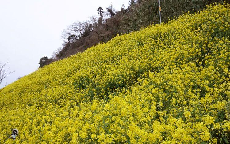 黄色い菜の花畑