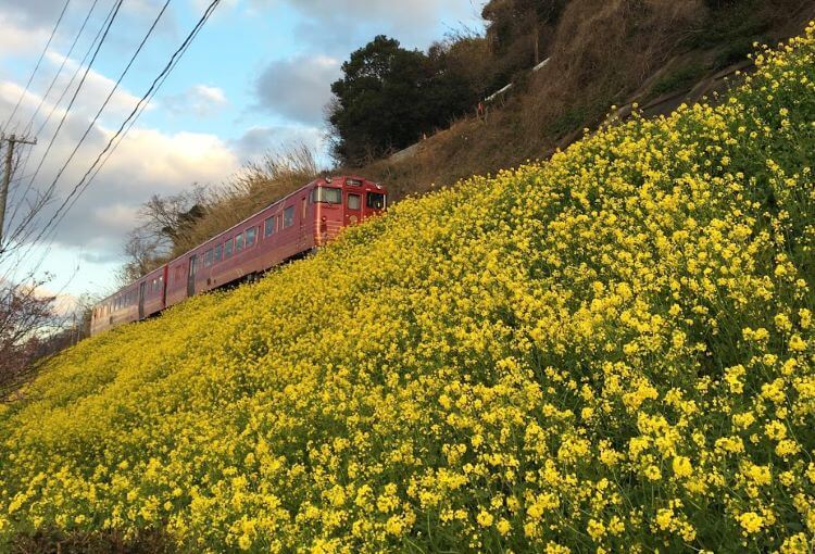 黄色い菜の花畑を赤い電車