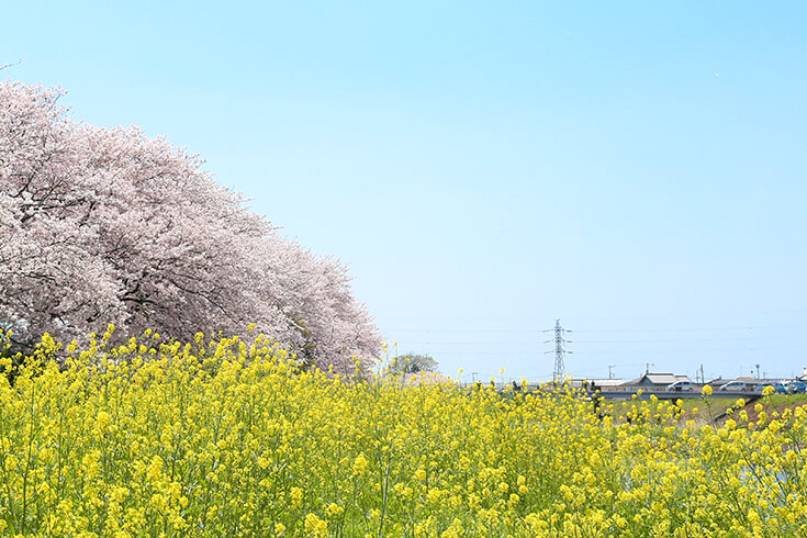一面に咲く黄色い花と桜