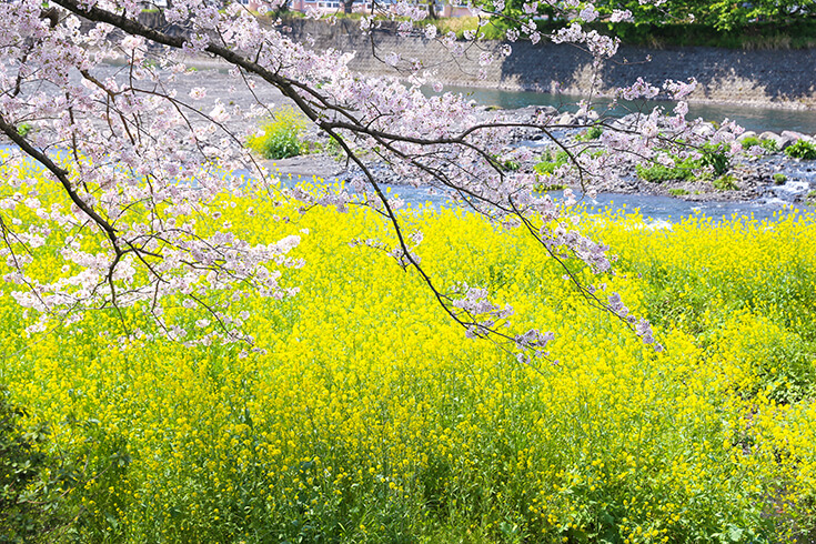 河川敷に咲く黄色い花と桜