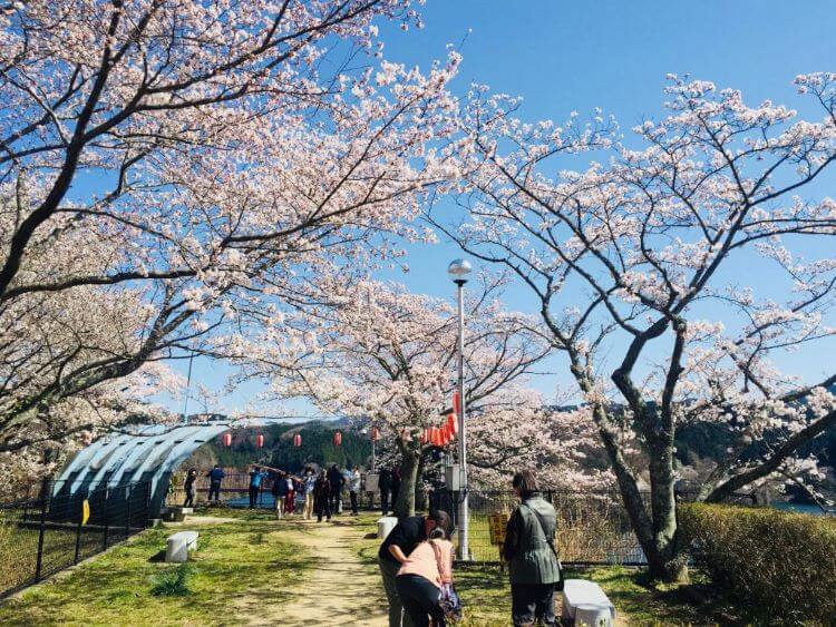 桜咲く広場に集まる人たち