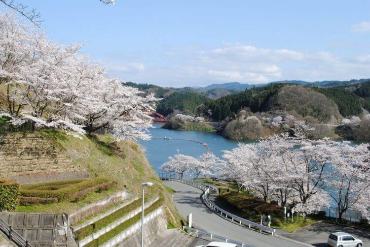 湖と桜と橋の風景