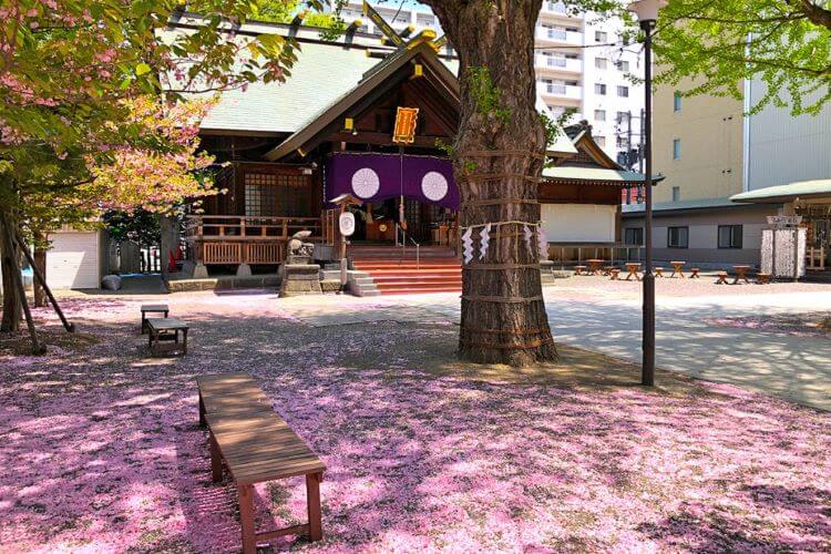 北海道神宮頓宮と大きい木