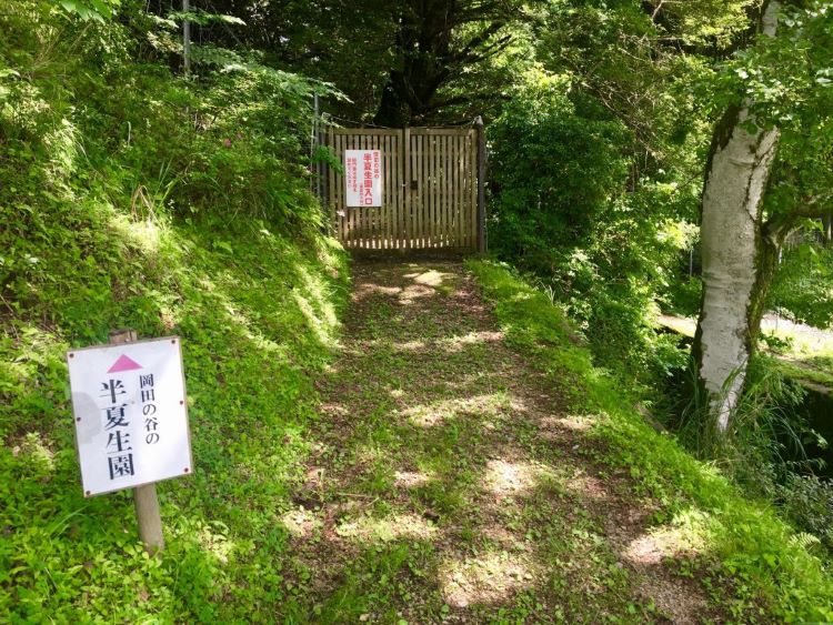 岡田の谷の半夏生園入口