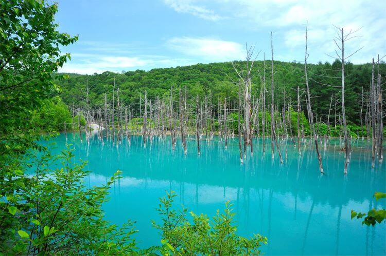 森の中の青い池