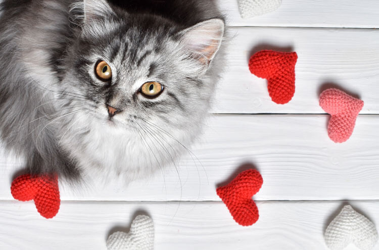 バレンタインデートで不倫がバレることを示唆する猫