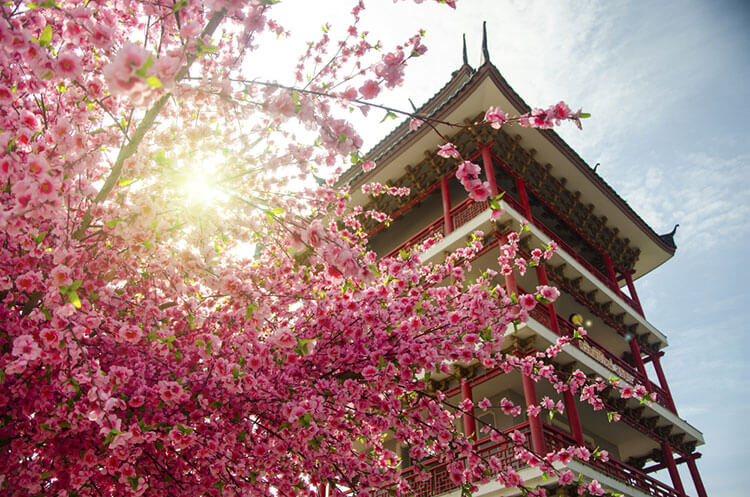 関西の花見をイメージした桜