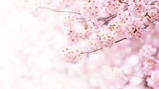 関東の花見をイメージした桜