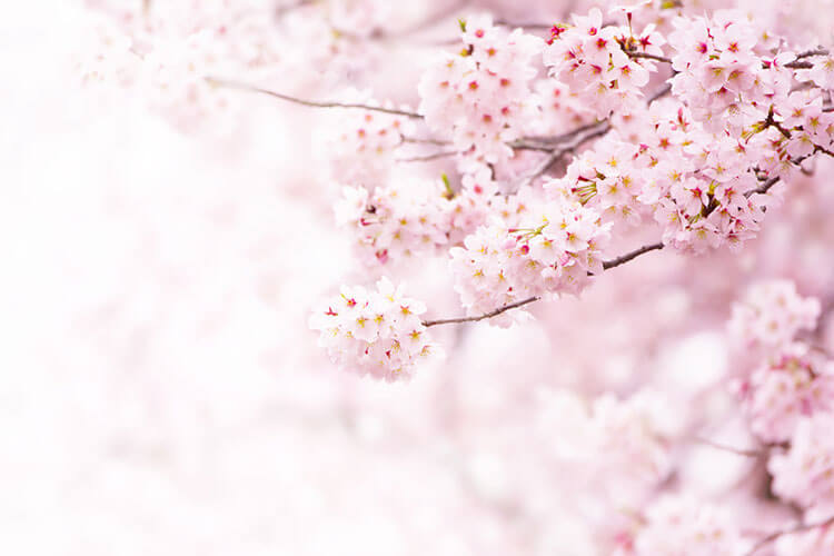 関東の花見をイメージした桜