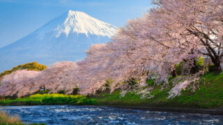 全国の花見をイメージした桜