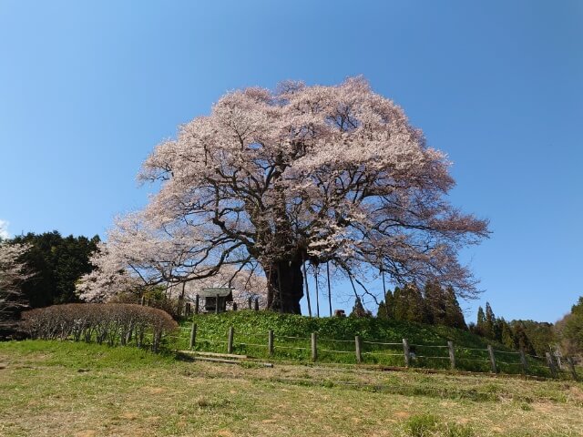 岡山県の醍醐桜