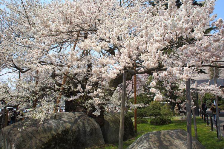 岩手県の石割桜