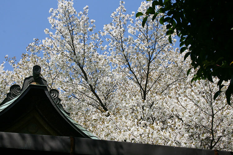明治神宮（花見）