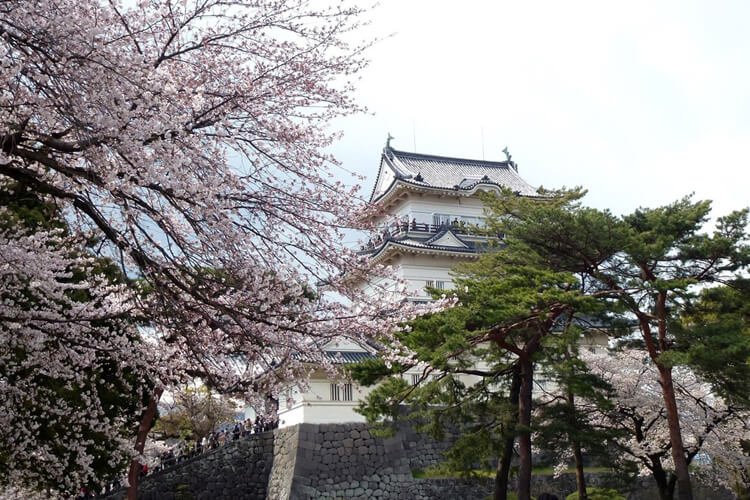小田原城賜址公園（花見）