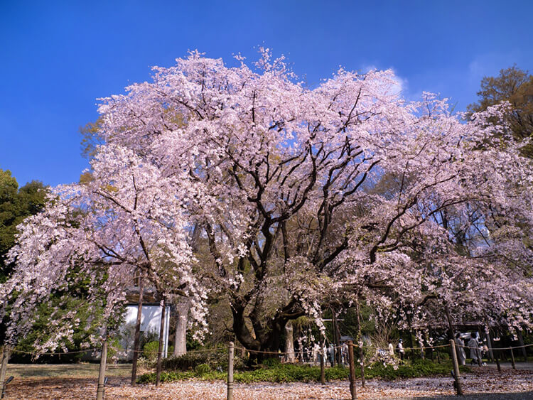 六義園