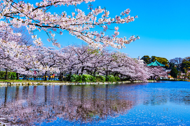 上野恩賜公園